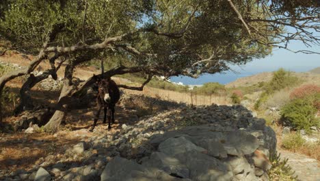 A-standing-brown-donkey-scratches-in-the-shade-of-a-tree-in-an-open-field,-in-the-background-the-blue-sea-of-Greece,-Amorgos-Island,-Cyclades