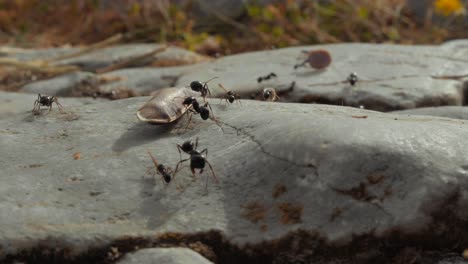 Extreme-Nahaufnahme-Einer-Ameisenkolonie-Auf-Dem-Boden
