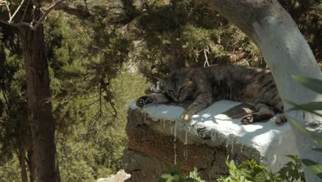 A-cat-sleeps-peacefully-in-the-shade-of-a-tree-on-a-whitewashed-wall-in-a-Greek-island-in-the-heart-of-the-Cyclades