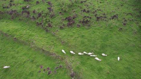 Luftlastwagen-Rechts-Von-Einer-Gruppe-Weißer-Zebu-Kühe,-Die-Auf-Einer-Grünen-Wiese-Grasen,-General-Viejo,-Costa-Rica