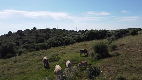 Imágenes-Aéreas-De-Drones-De-Vacas-Camperas-Pastando-En-Una-Ladera-En-El-Campo-Rural-En-Un-Día-De-Primavera