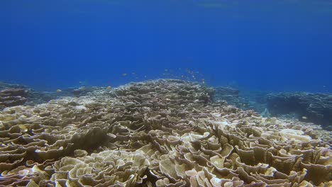 Gesundes-Korallenriff-Im-Seichten-Wasser