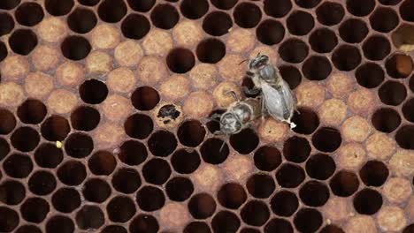 Makroaufnahme-Einer-Biene,-Die-Eine-Varroa-Milbe-Trägt,-Die-Honigbienenkolonien-Befällt-Und-Tötet