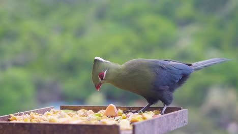 Este-Increíble-Pájaro-Knysna-Loerie-Desayunando-En-El-Desierto,-Sudáfrica