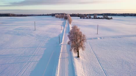Carretera-Rural-Con-Un-Par-De-árboles-Cubiertos-De-Nieve-Blanca-Pura,-Sobrevuelo-Aéreo