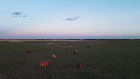 Kleine-Herde-Von-Kühen,-Die-Bei-Sonnenuntergang-Auf-Einem-Großen-Offenen-Feld-Im-Großen-Himmelsland-Grasen