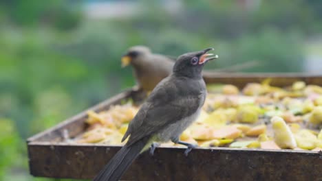 Vögel-Essen-Ihr-Frühstück-In-Der-Wildnis,-Südafrika