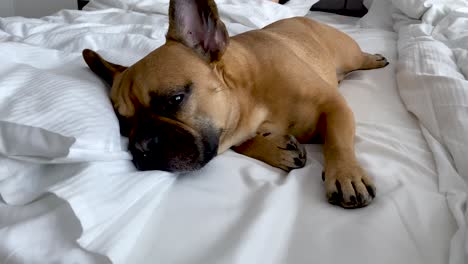 Müde-Braune-Französische-Bulldogge,-Die-Bequem-Im-Bett-Liegt