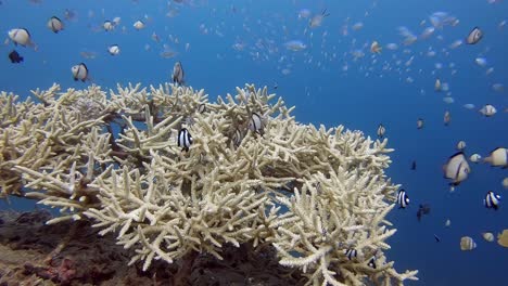 A-small-patch-of-finger-coral-alive-with-a-variety-of-different-reef-fish