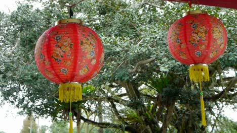 Chinese-lanterns-with-temple-tree-in-the-background