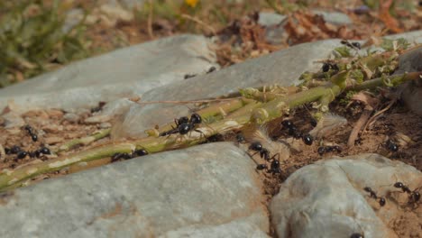 Beautiful-macro-shot-of-a-colony-of-ants-carry-seeds,-leaves-and-grass-to-the-anthill