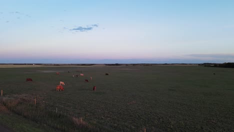 Kleine-Herde-Von-Kühen,-Die-Bei-Sonnenuntergang-Auf-Einem-Großen-Offenen-Feld-Grasen