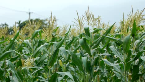 Green-corn-stalks-blowing-in-gentle-breeze