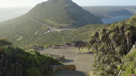 Antelope-Eland-crossing-the-pathway-on-the-way-to-Cape-of-Good-Hope