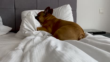 Beautiful-sweet-brown-dog-lies-with-its-head-in-the-white-pillow-of-an-adult-person-on-a-luxury-box-spring-in-a-hotel-room