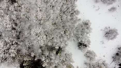 A-forest-covered-with-snow-in-Apuseni-Mountains