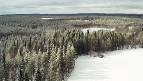Green-forest-with-needle-trees-btween-frozen-and-in-snow-covered-lakes-during-winter-time-in-Finland