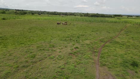 Cows-and-goats-herd-grazing-on-green-pasture-in-Southern-Kenya,-African-farming