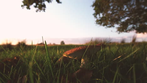 Dolly-out-shot-of-wild-shrooms-in-the-nature,-cinematic-view-of-mushrooms-in-outdoor-field
