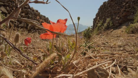 On-a-small-hiking-path,-a-small-single-red-poppy-flower-growing-on-the-road-between-stones-and-dry-grass