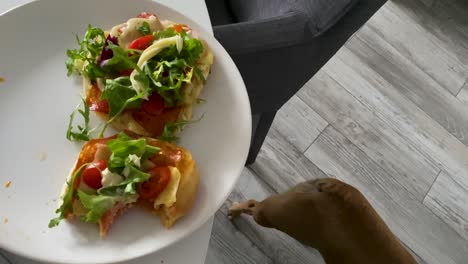 Französische-Bulldogge,-Die-Essen-Auf-Dem-Teller-Am-Tisch-Erreicht