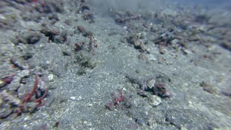 Unusual-sight-of-a-swimming-nudibranch,-Bornella-Stellifer