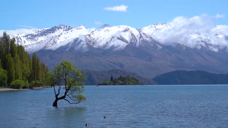 Wanaka-Tree-on-a-sunny-day-with-snow-covered-mountains-in-the-background