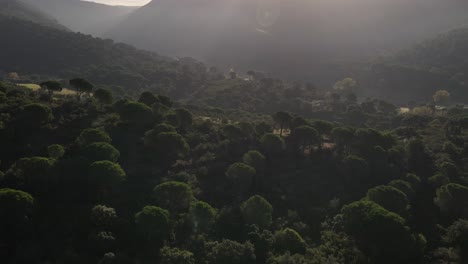 A-dramatic-drone-flight-over-the-top-of-trees-in-a-rural-countryside-valley-during-sunrise