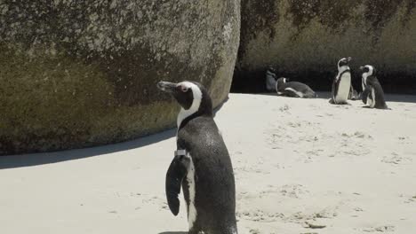 Penguin-Camina-En-Su-Territorio-En-La-Playa-De-Boulders-En-La-República-De-Sudáfrica