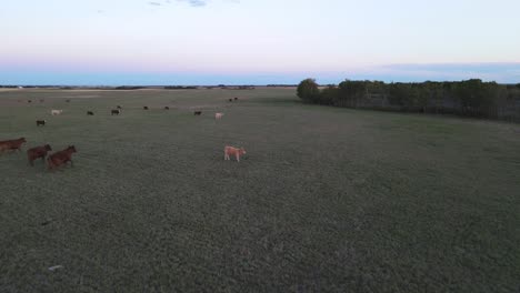 Herde-Von-Kühen,-Die-Während-Des-Sonnenuntergangs-Mit-Buntem-Himmel-über-Ein-Feld-Zu-Einer-Farm-Im-Zentrum-Von-Alberta-Laufen