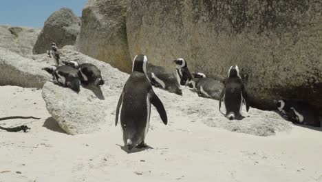 Pinguin-Geht-In-Seinem-Territorium-In-Boulders-Beach-In-Der-Südafrikanischen-Republik-Spazieren