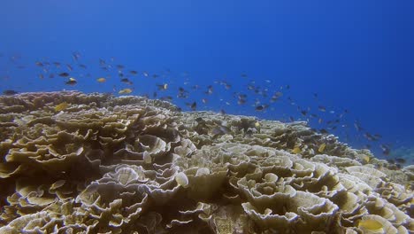 Nadar-Sobre-Un-Arrecife-De-Coral-Prístino-Con-Cientos-De-Pequeños-Peces-De-Arrecife