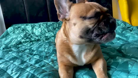 Sleepy-French-Bulldog-Yawning-In-Front-Of-Camera