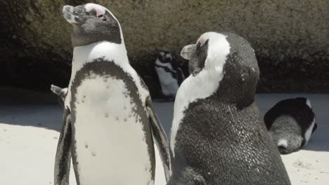 Pinguin,-Der-Sonnenlicht-Am-Boulders-Beach-In-Der-Südafrikanischen-Republik-Genießt
