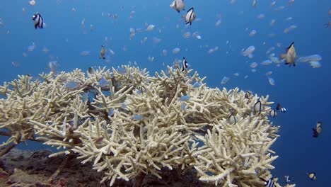 Small-patch-of-finger-coral-alive-with-a-variety-of-small-reef-fish