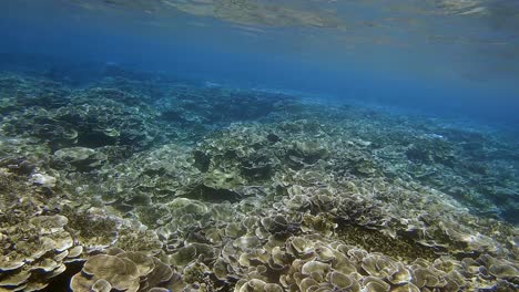 Pristine-coral-reef-in-shallow-water-at-Bali-Island