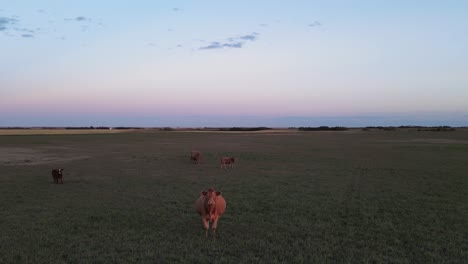 Cows-standing-and-grazing-in-a-lush,-green,-rural-field-at-dusk-in-Alberta