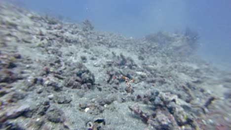 Rare-sight-of-a-swimming-Nudibranch,-Bornella-Stellifer