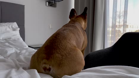 Beautiful-dark-french-bulldog-dog-sitting-in-a-hotel-room-on-a-box-spring-calmly-looking-outside
