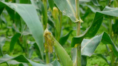 Ear-of-corn-growing-on-corn-stalk