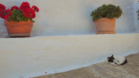 In-front-of-a-typical-Greek-house,-a-cat-takes-a-nap-in-the-shade-of-a-whitewashed-wall
