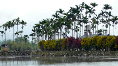 Betel-nut-trees-and-garden-next-to-pond-in-Asia