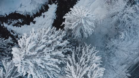 An-Aerial-View-of-Cirque-du-Fer-à-Cheval-while-covered-in-snow-during-a-cold-winter,-upwards-rotating-shot-from-the-base-of-a-snow-covered-pine-tree-next-to-a-river-bed