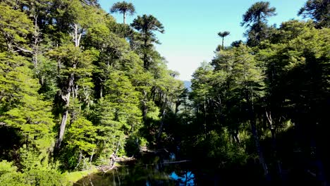 Aerial-dolly-in-of-lake-between-dense-autochthonous-araucaria-and-coihue-woodland,-Huerquehue-National-Park,-Chile