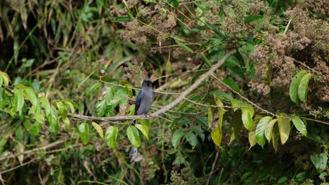 Ashy-Drongo-Dicrurus-leucophaeus-seen-on-a-perch-looking-around-and-wipes-its-bill-on-the-branch-then-dives-to-capture-an-insect-then-returns,-Khao-Yai-National-Park,-Thailand