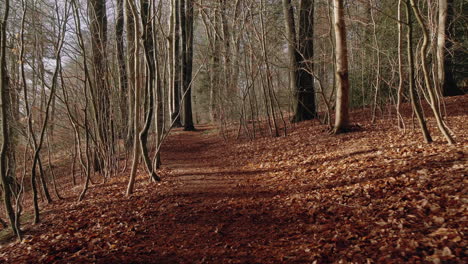 Dolly-In-Braunen-Blättern-Auf-Einem-Fußweg-Im-Wunderschönen-Wald-An-Einem-Sonnigen-Tag-Im-Herbst