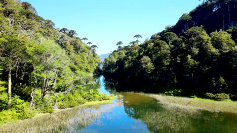 Aerial-dolly-in-of-reflecting-lake-between-autochthonous-araucaria-and-coihue-trees,-Huerquehue-National-Park,-Chile