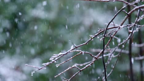Nieve-Cayendo-Sobre-Ramitas-Sin-Hojas-Y-Ramas-De-Un-árbol,-Bosque-De-Invierno