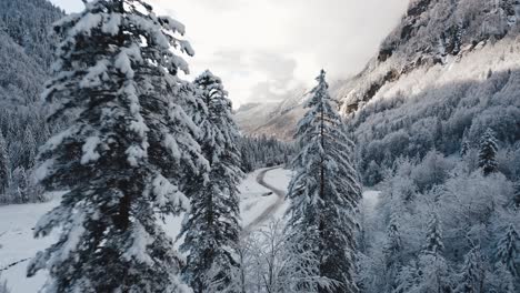 An-Aerial-View-of-Cirque-du-Fer-à-Cheval-while-covered-in-snow-during-a-cold-winter,-flying-low-between-2-snow-frosted-pine-trees-to-reveal-the-road-of-a-cold-winter-valley