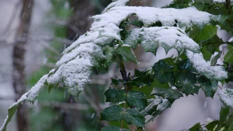 Schnee-Fällt-Auf-Die-Blätter-Eines-Laubbaums-In-Einem-Winterwald